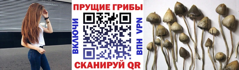 Галлюциногенные грибы мицелий  Дятьково 